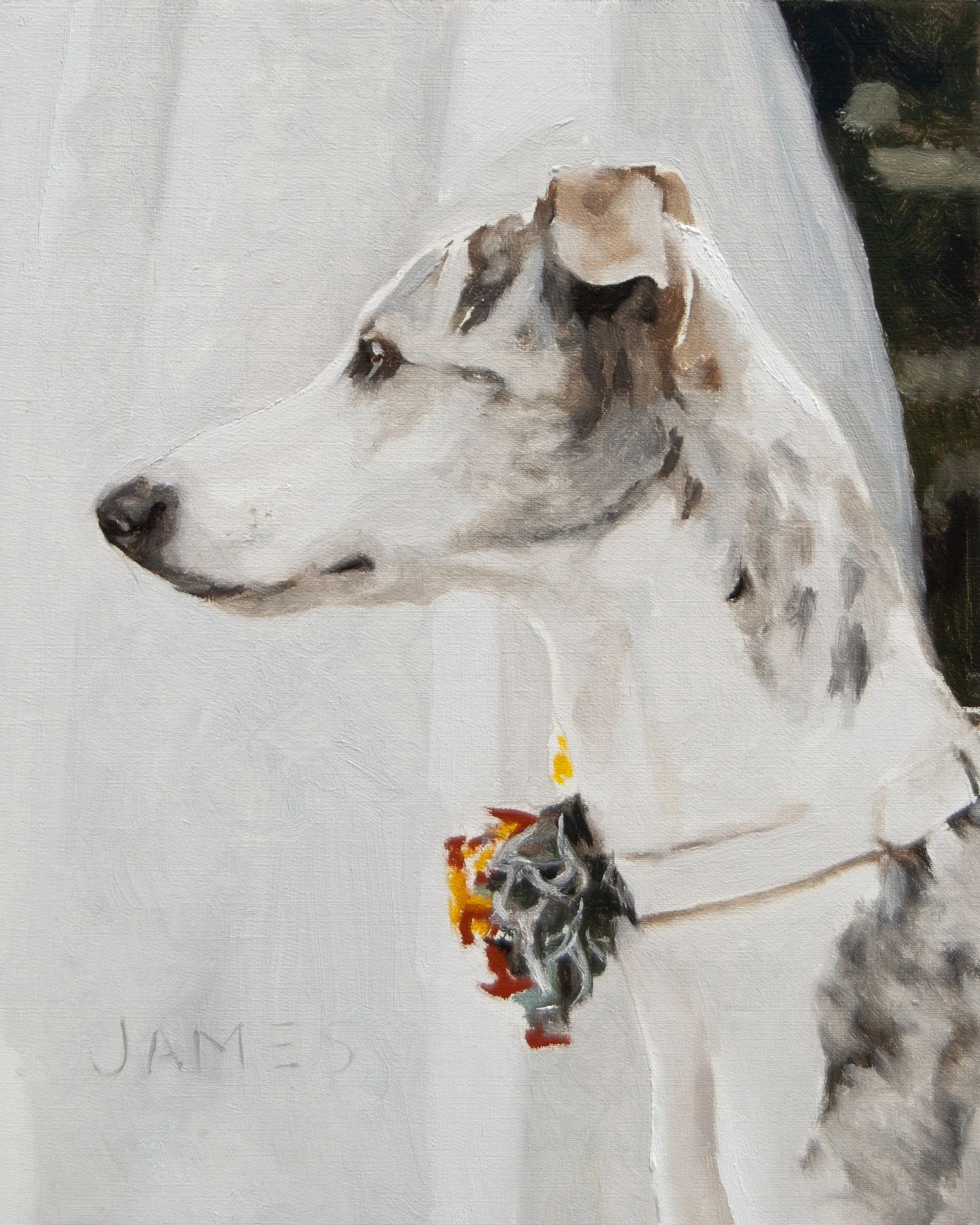 James — Whippet